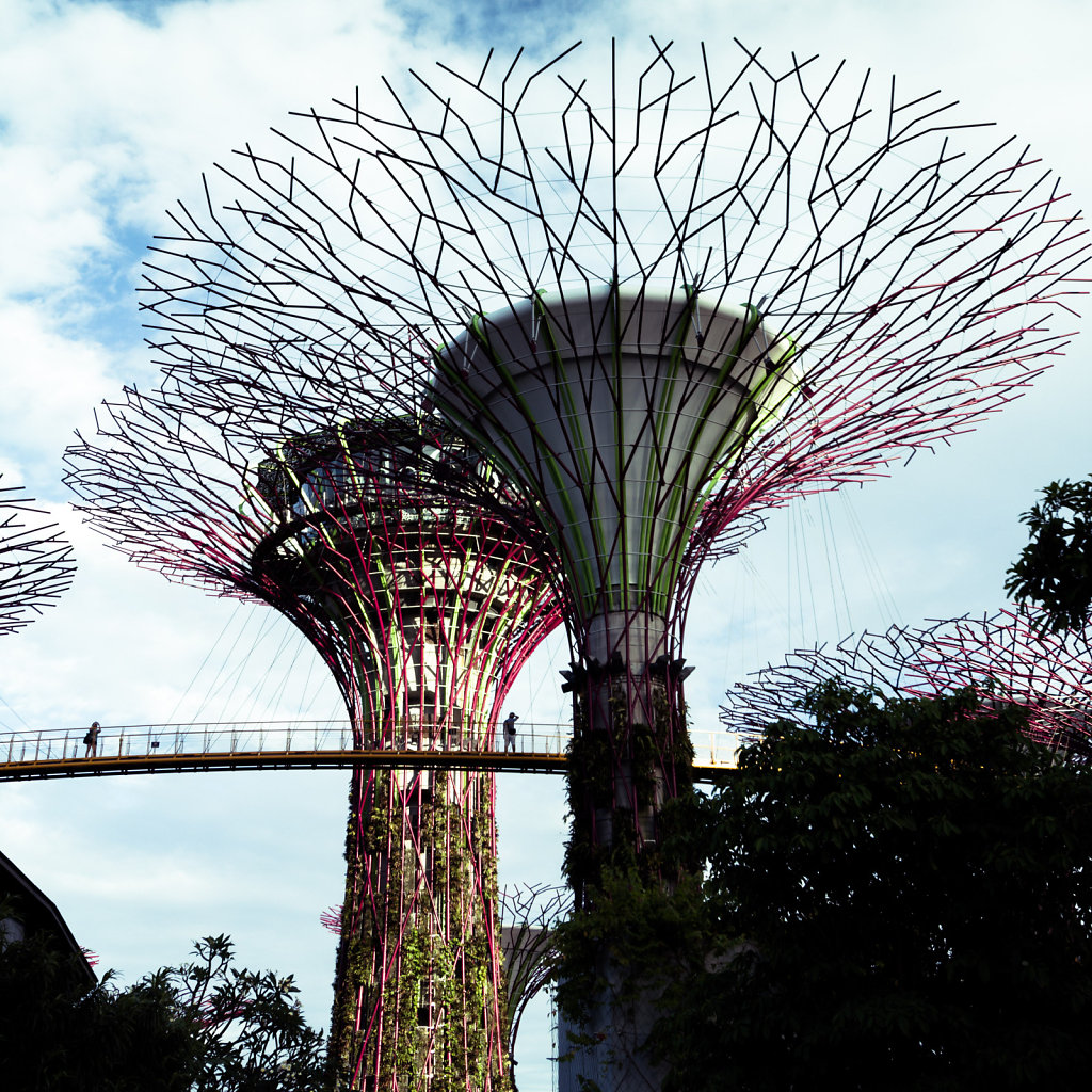 Supertrees