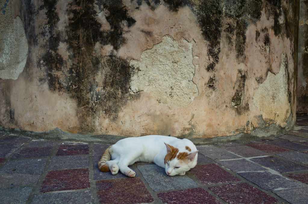 Cretan cat relaxing
