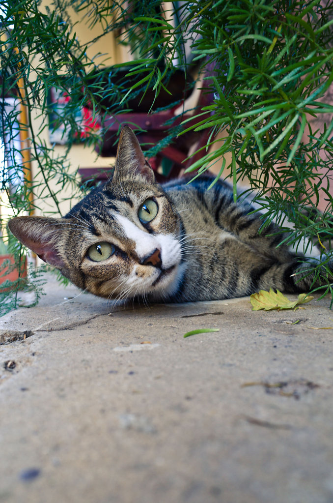 Cretan cat thousand mile stare