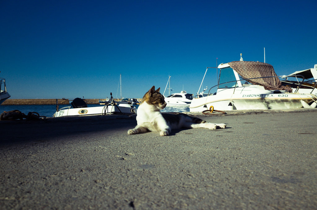 Cretan cat enjoys the sun