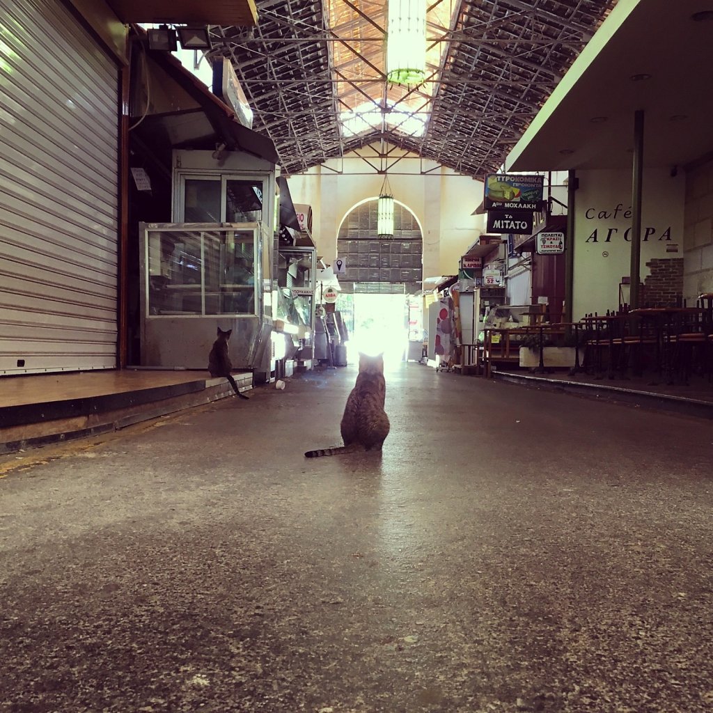 Cretan cats looking towards the light