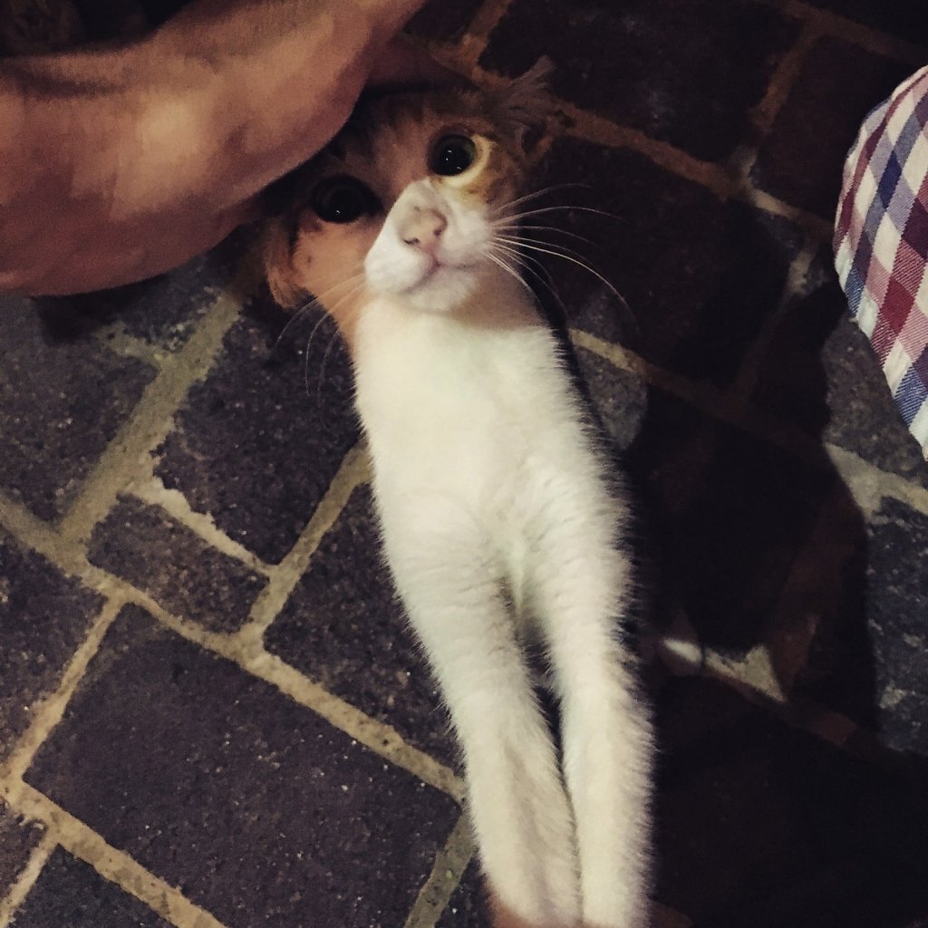 Cretan cat wants your love