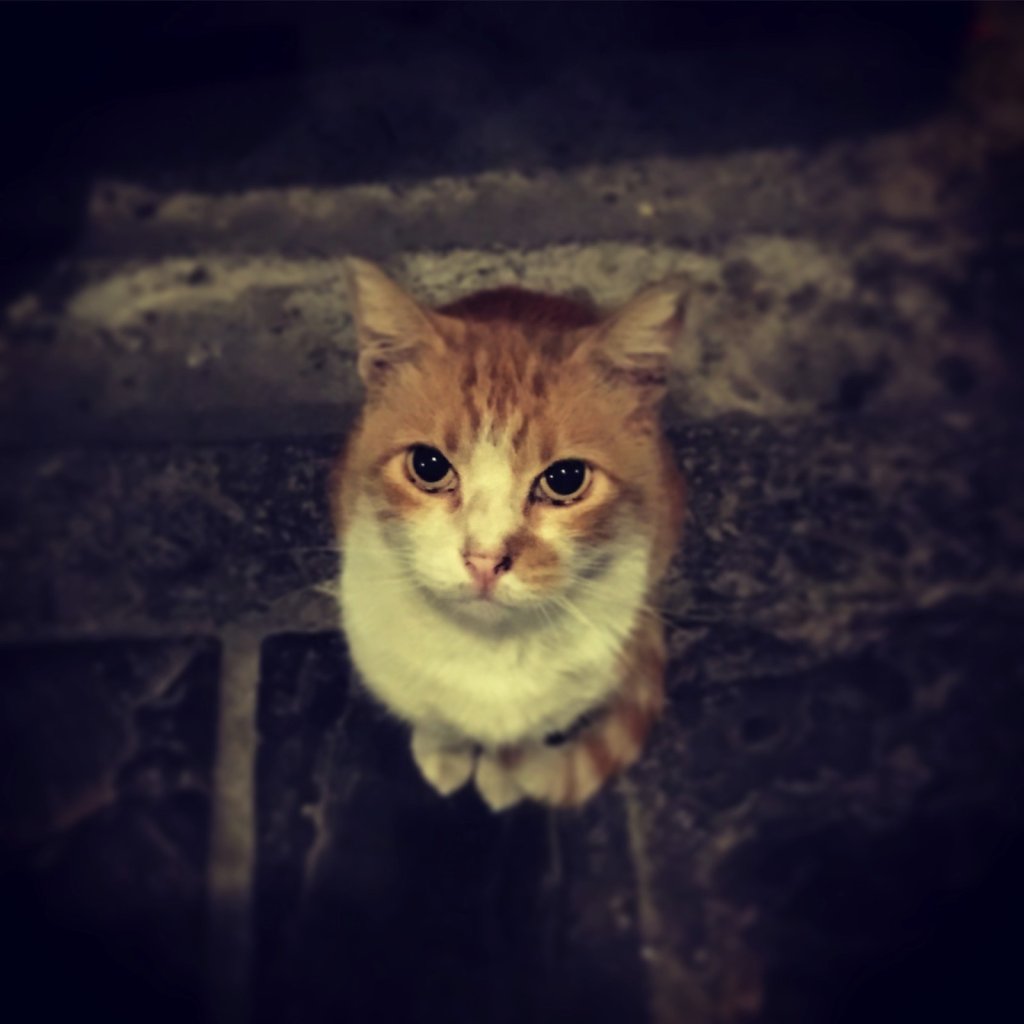 Cretan cat will hypnotise you