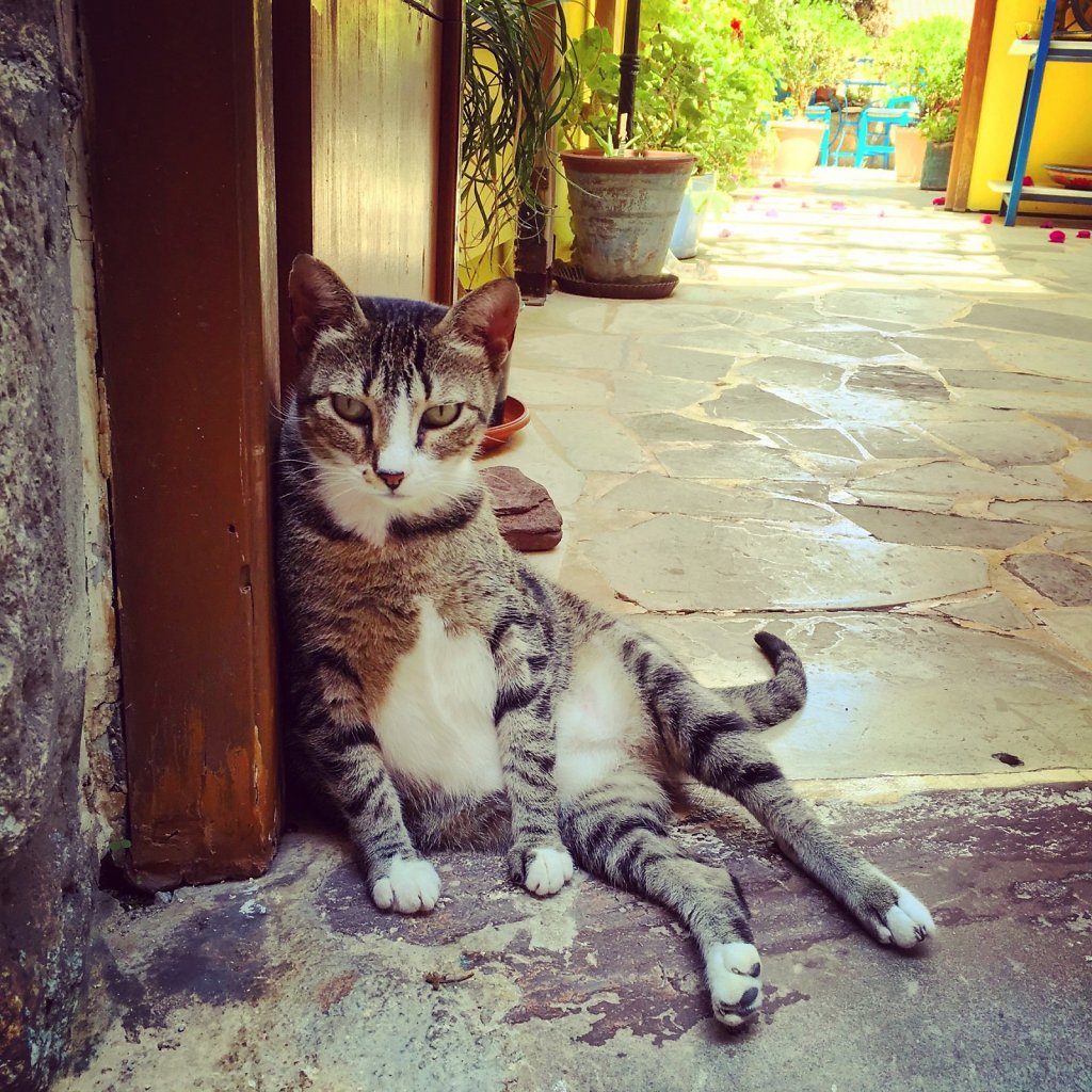 Cretan cat people watching