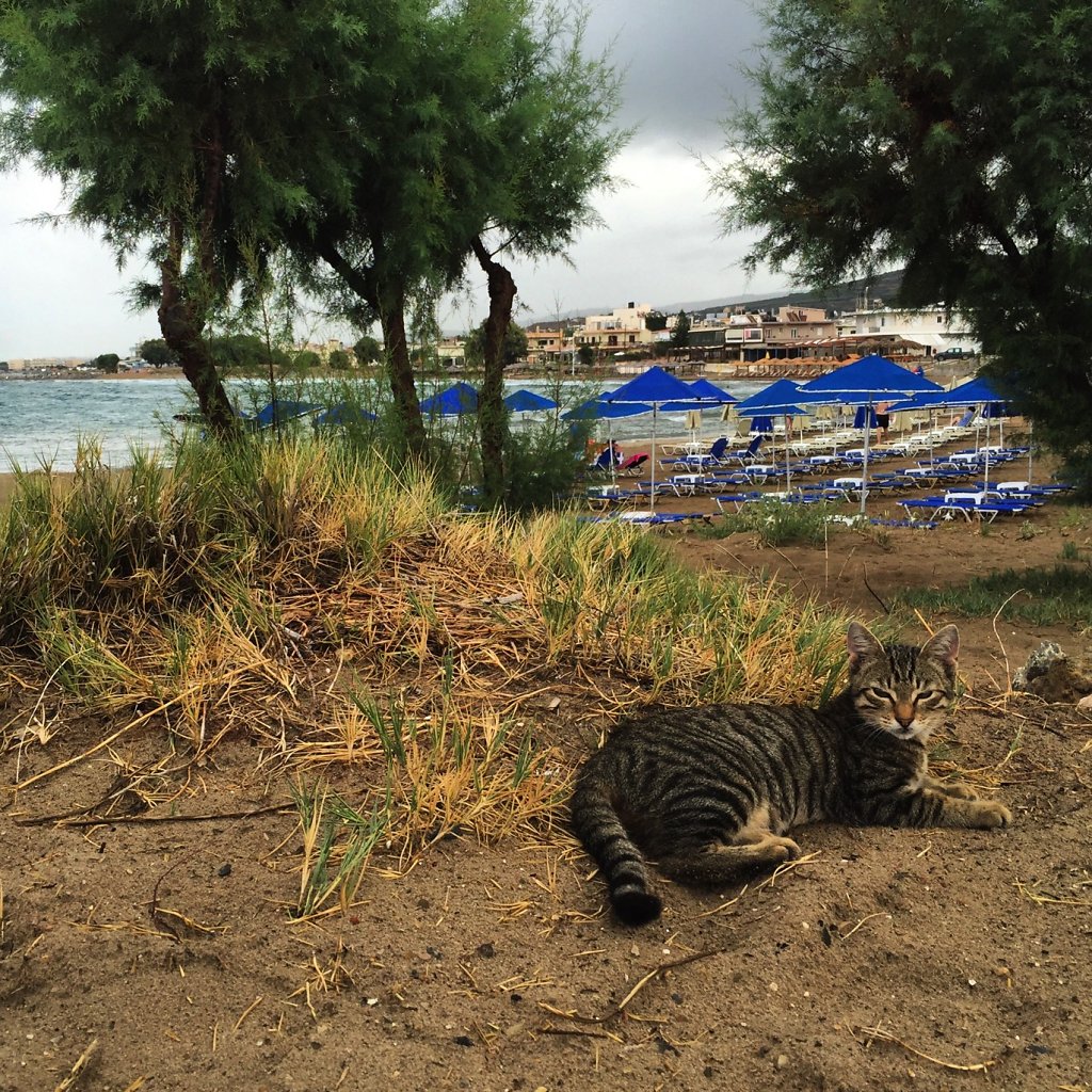 Cretan cat knows how to blend in