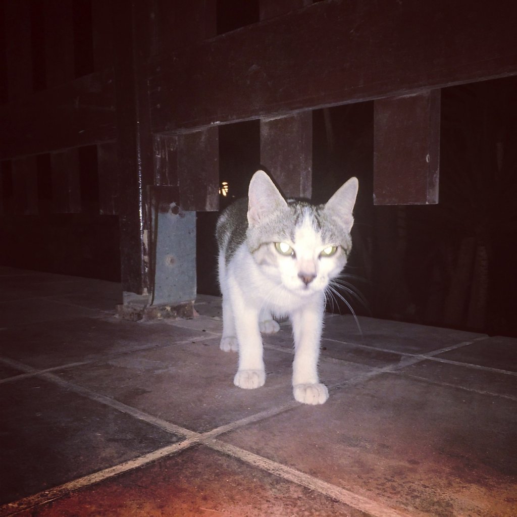 Cretan cat will appear out of nowhere
