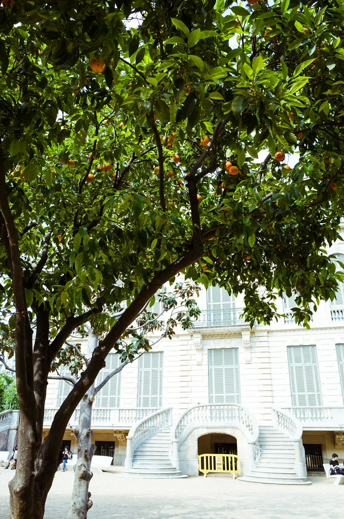 Under the orange tree, Barcelona
