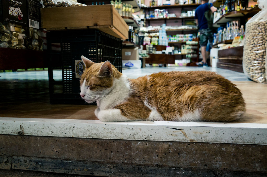 Please don't step on the cretan cat