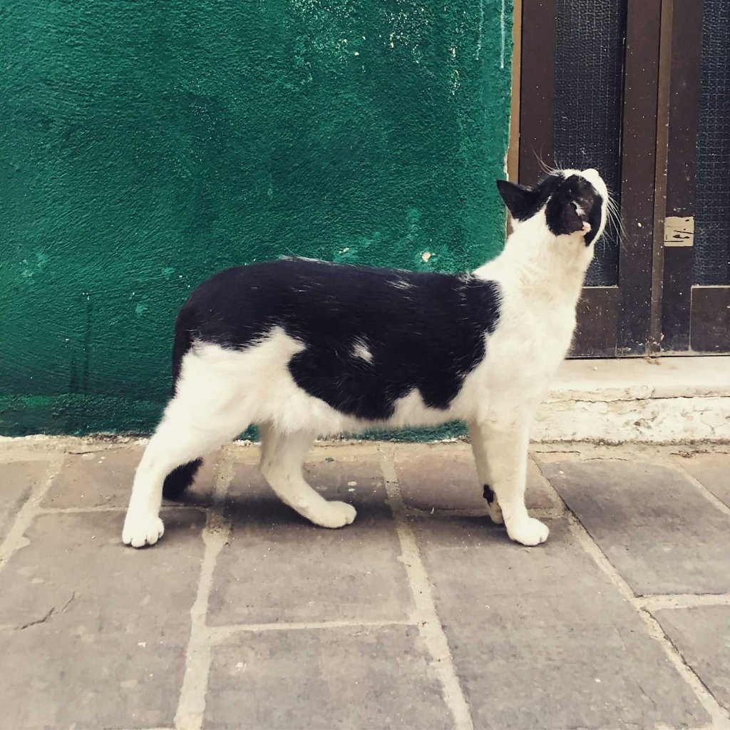 Cretan cat doesn't miss a thing