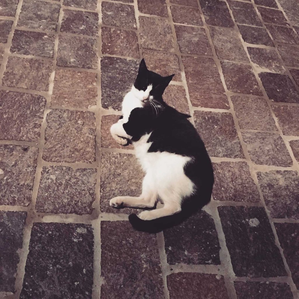 Cretan cat street relaxation technique