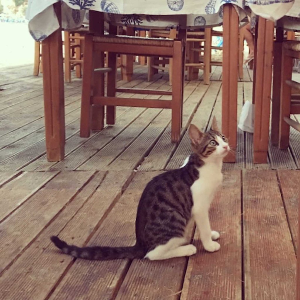 Cretan cat in its natural setting 