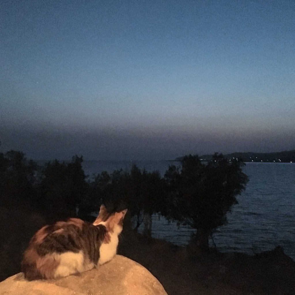 Cretan cat can stare down the sun