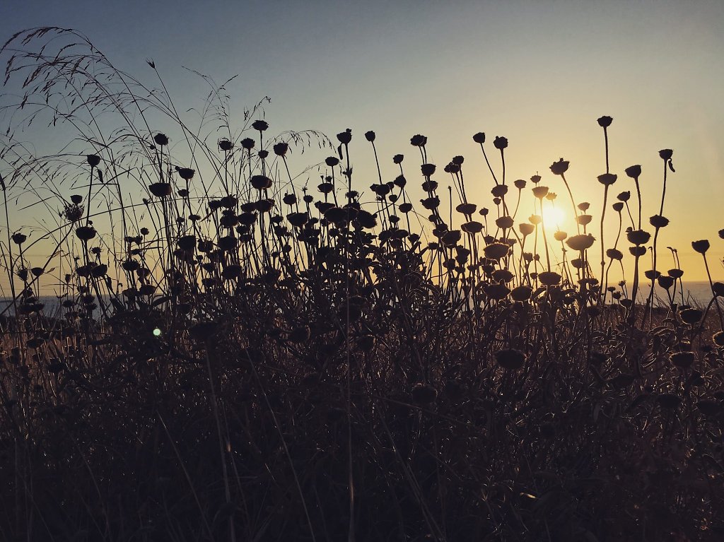 Sun stuck in plants