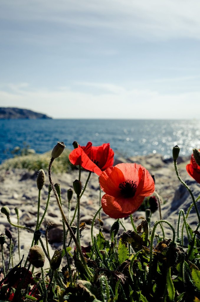 Poppy flowers, Marseille