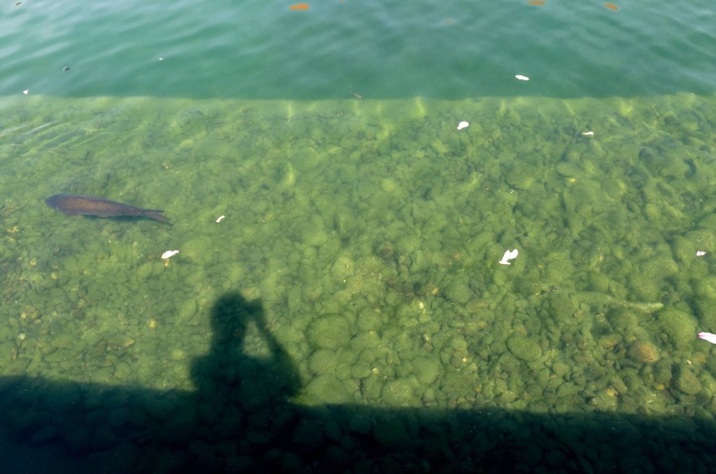 Shadow play with fish, Prague