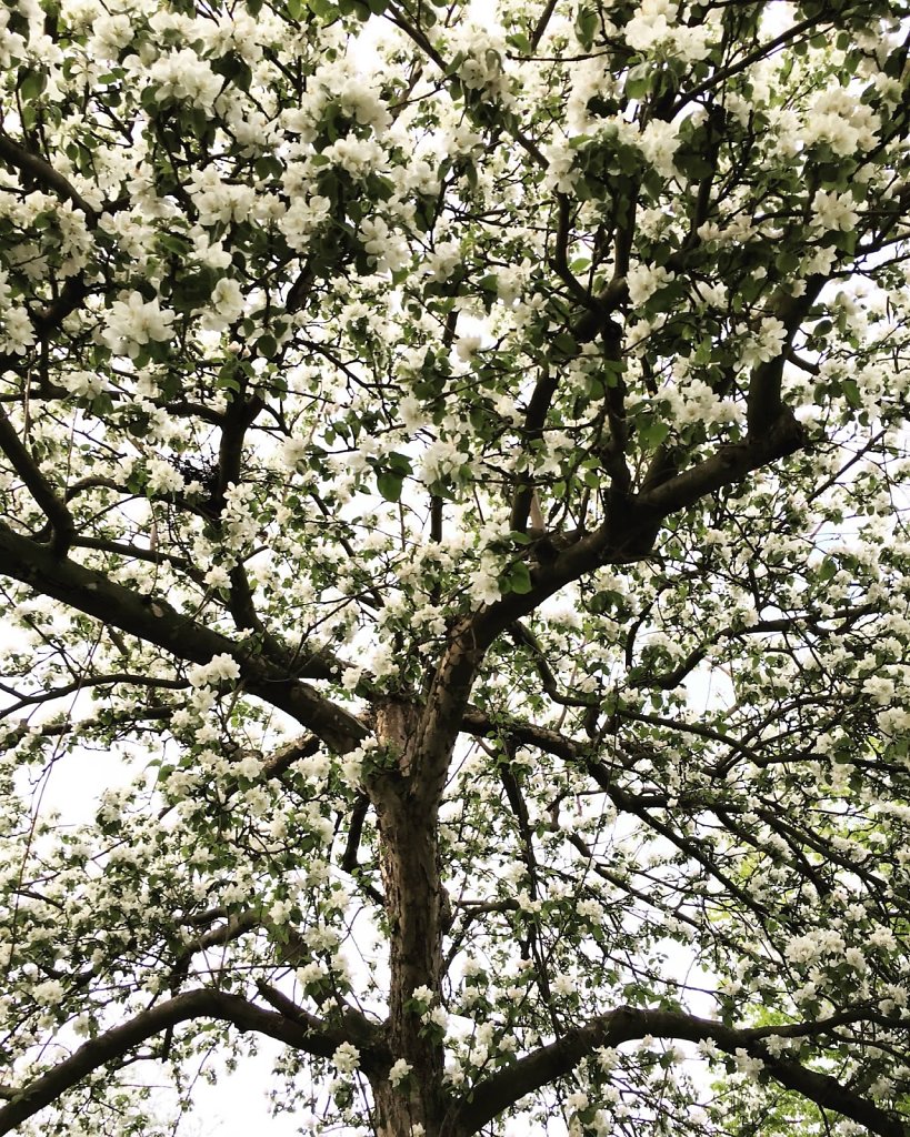 Blossoms
